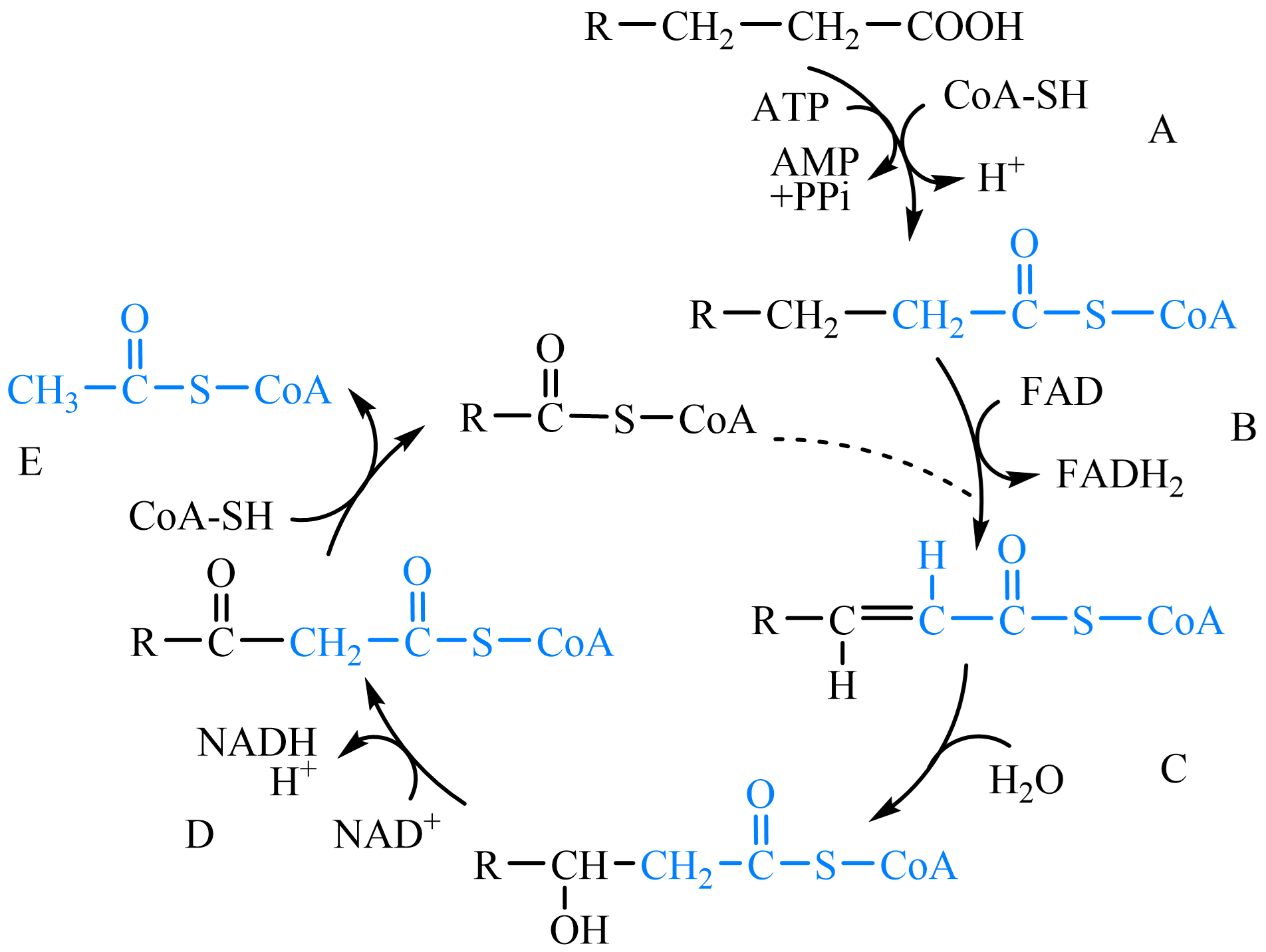 ../../../_images/%CE%B2-oxidation.png