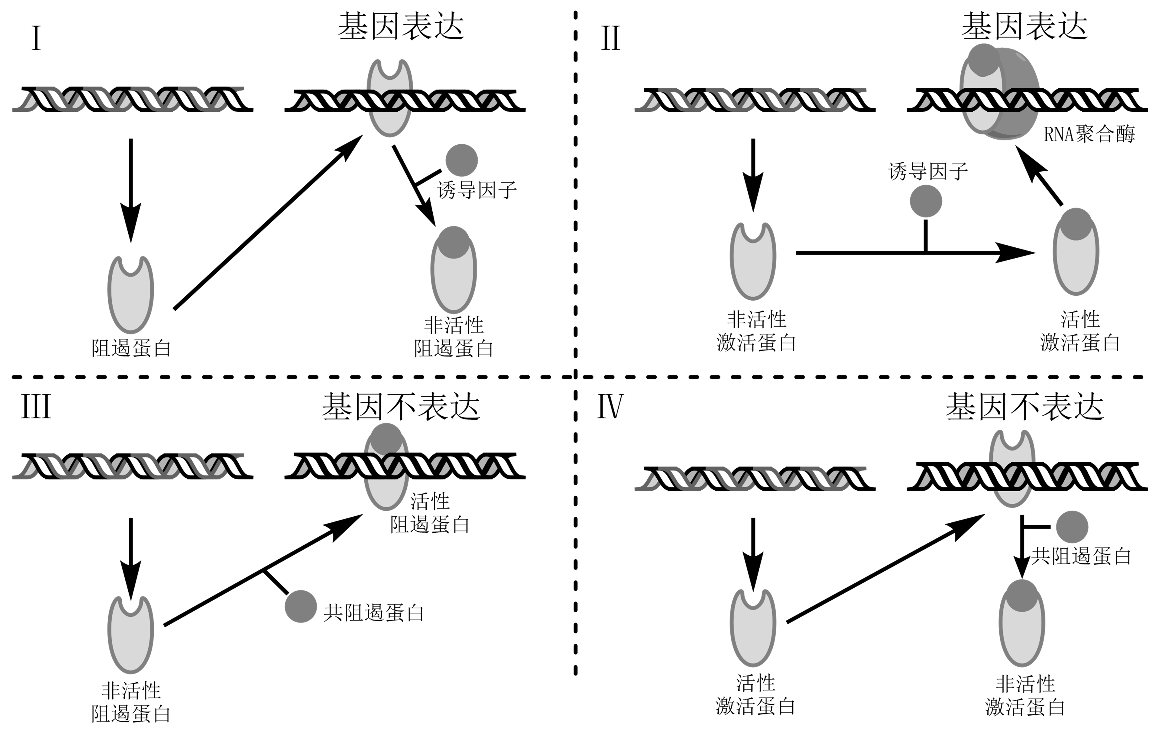 ../../../_images/BacterialTranscriptionRegulation.png