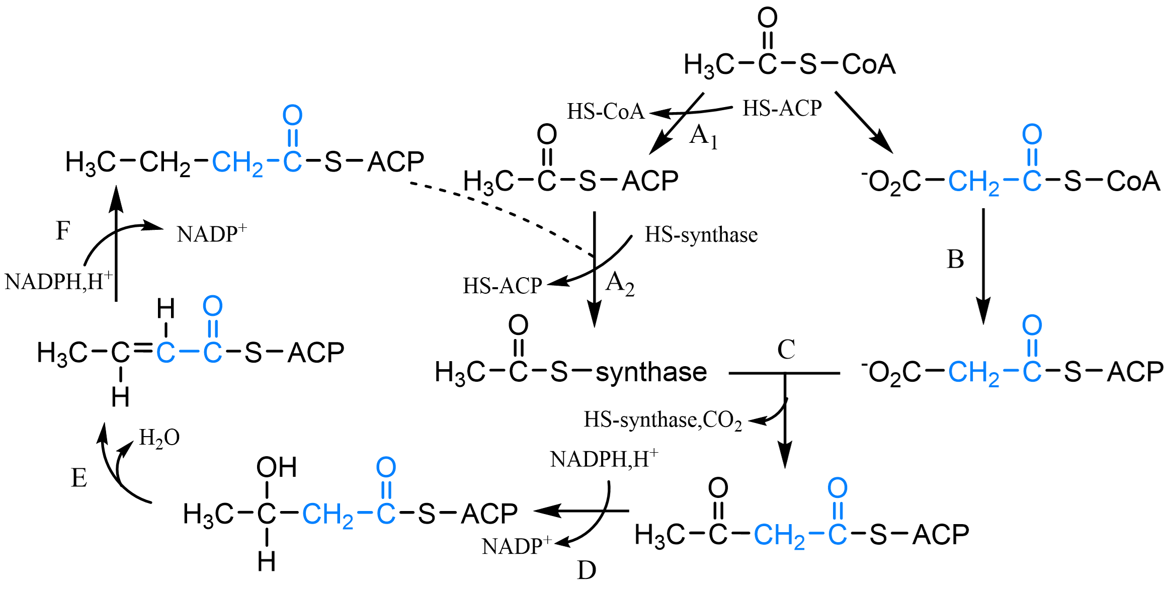 ../../../_images/FattyAcidBiosynthesis.png