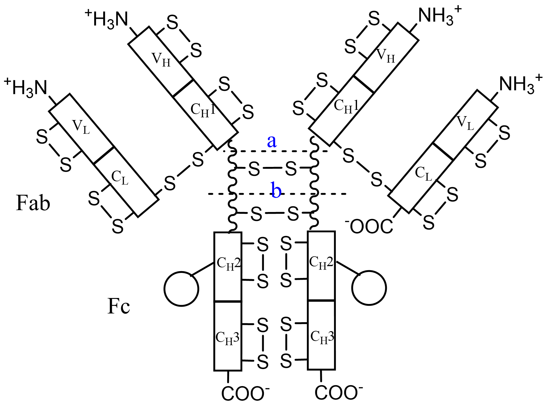 ../../../_images/Immunoglobulins.png