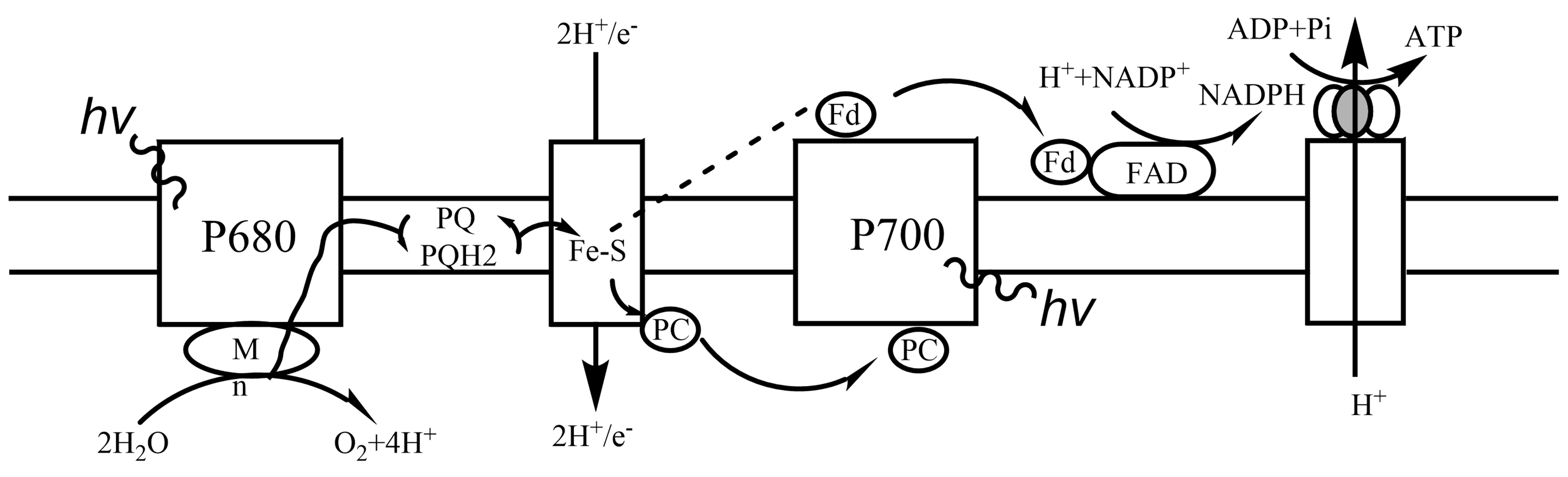 ../../../_images/Photophosphorylation.png